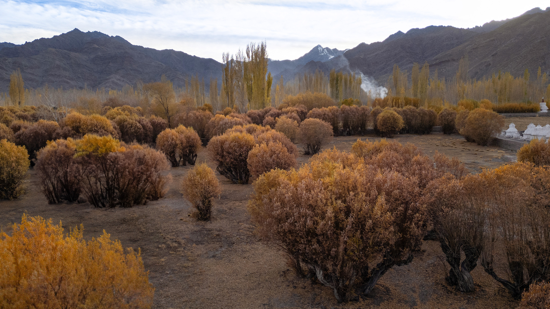 the-postcard-in-the-himalayan-willows-stok-leh